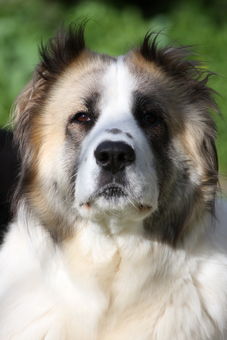 Zwei Shelties sitzen auf einer Mauer