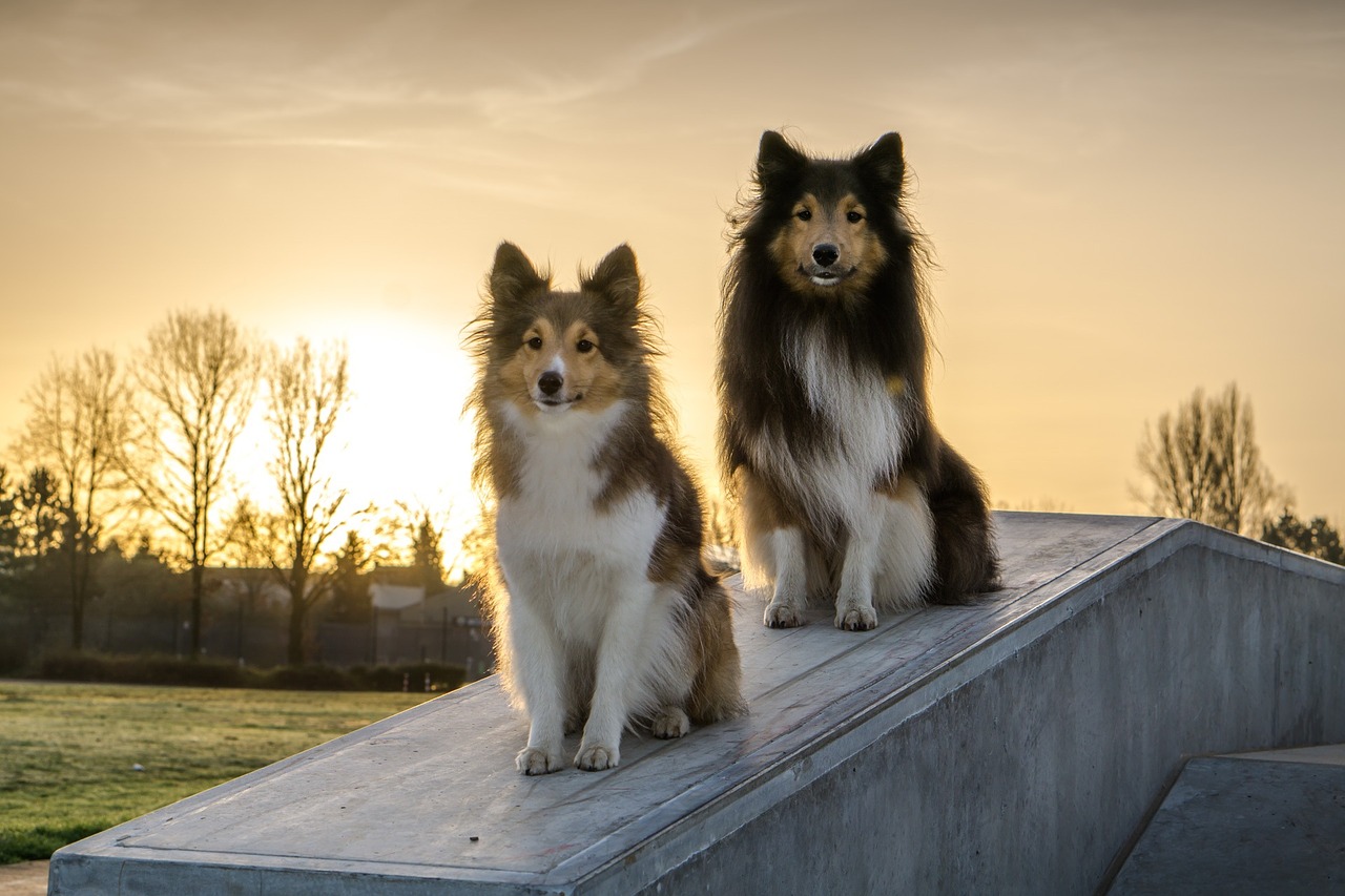 Zwei Shelties sitzen auf einer Mauer