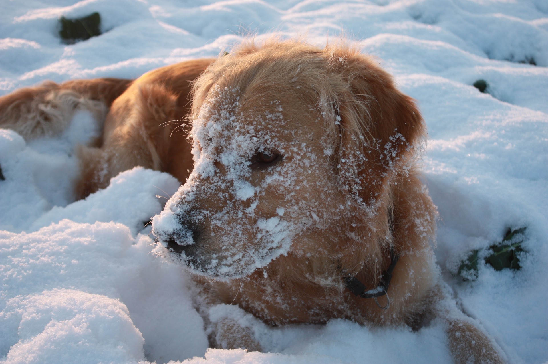 Ein Golden Retriever liegt im Schnee